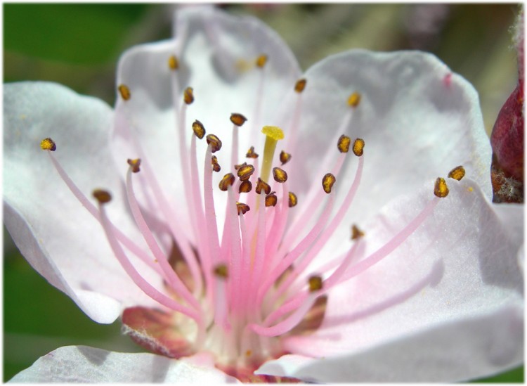 Fonds d'cran Nature Fleurs fleur de pcher