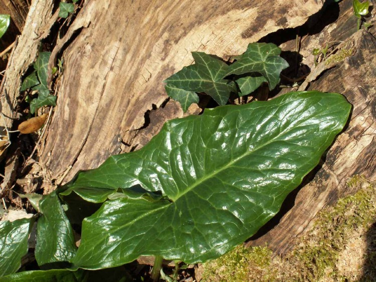 Fonds d'cran Nature Feuilles - Feuillages matiere vgtale