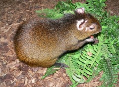 Wallpapers Animals Agouti