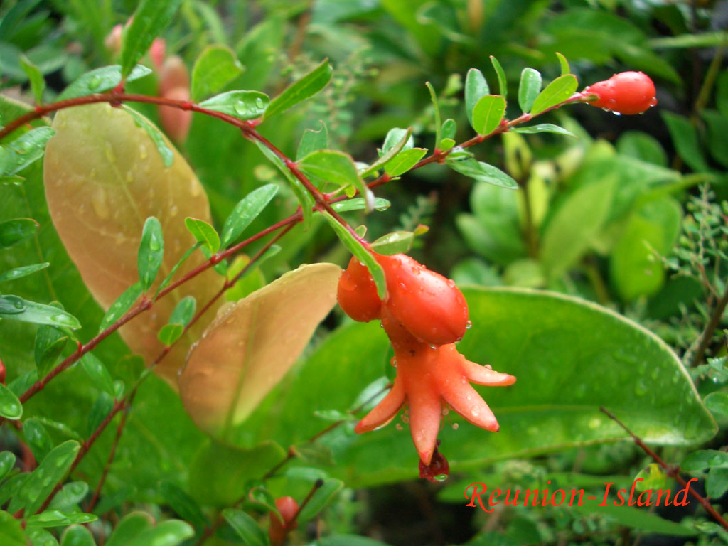 Wallpapers Nature Flowers Grenades nains