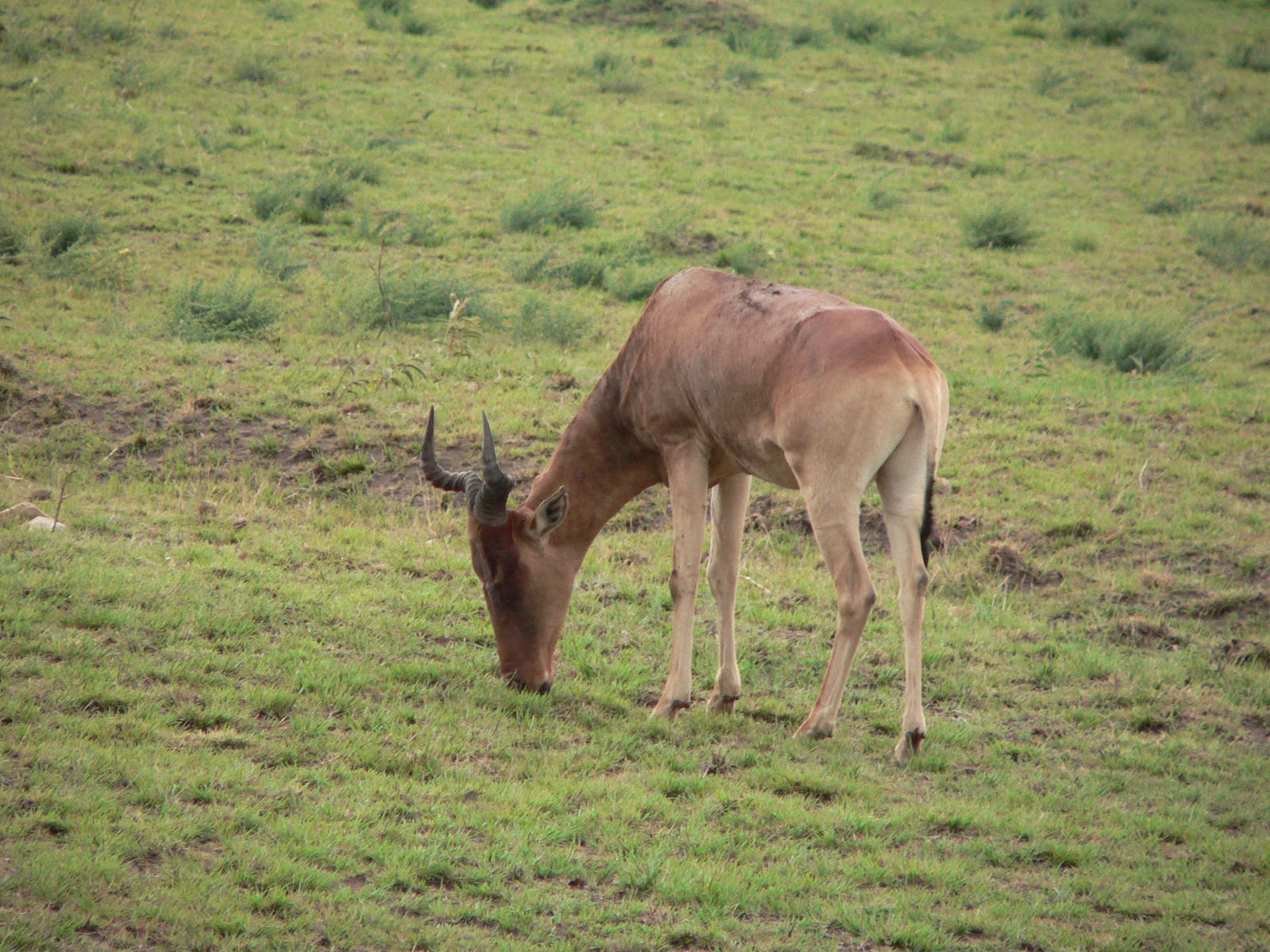 Wallpapers Animals Cervids toutes cette bonne herbe