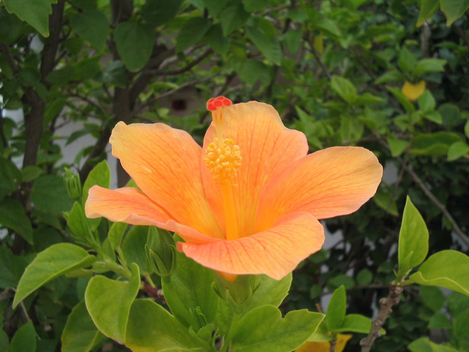 Fonds d'cran Nature Fleurs Hibiscus