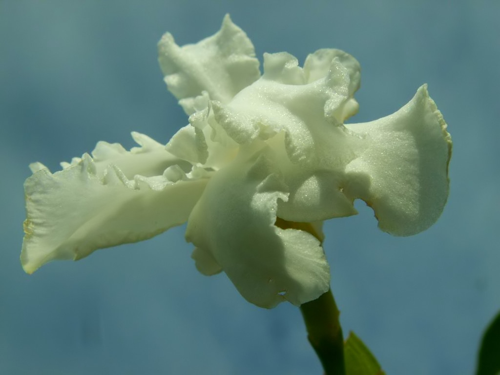 Fonds d'cran Nature Fleurs Jasmin de Guyane