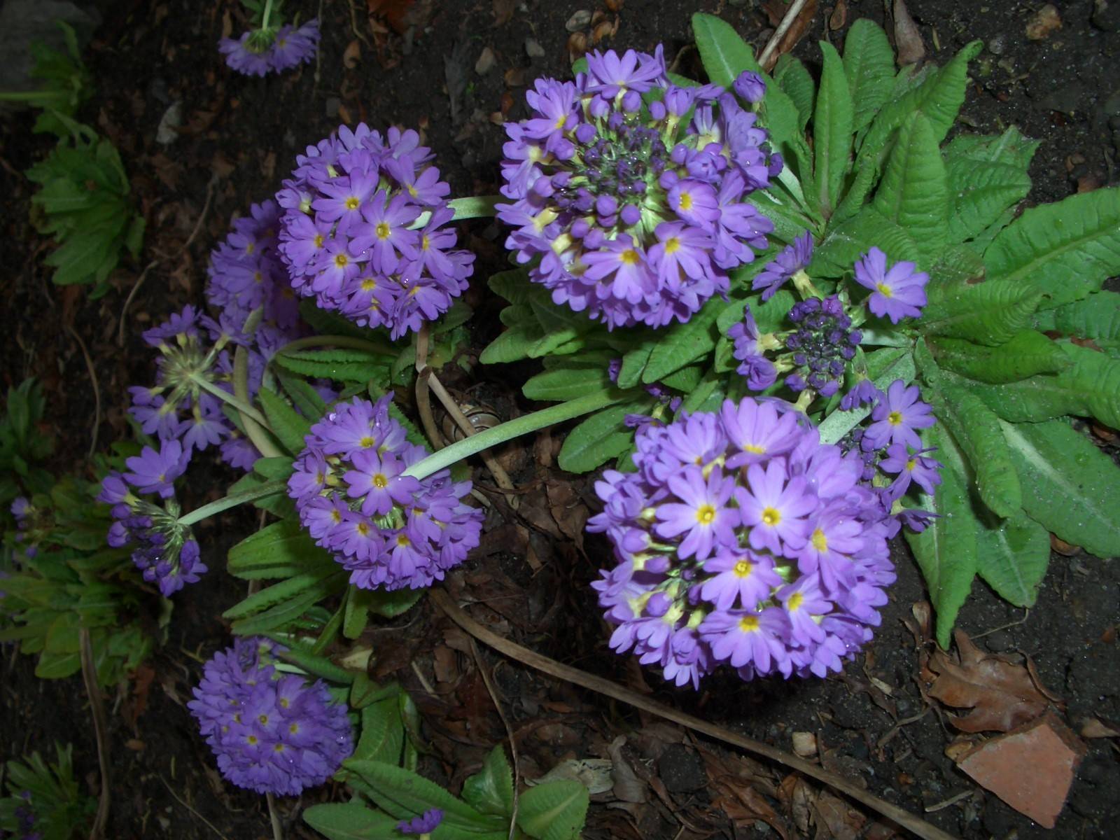 Fonds d'cran Nature Fleurs 