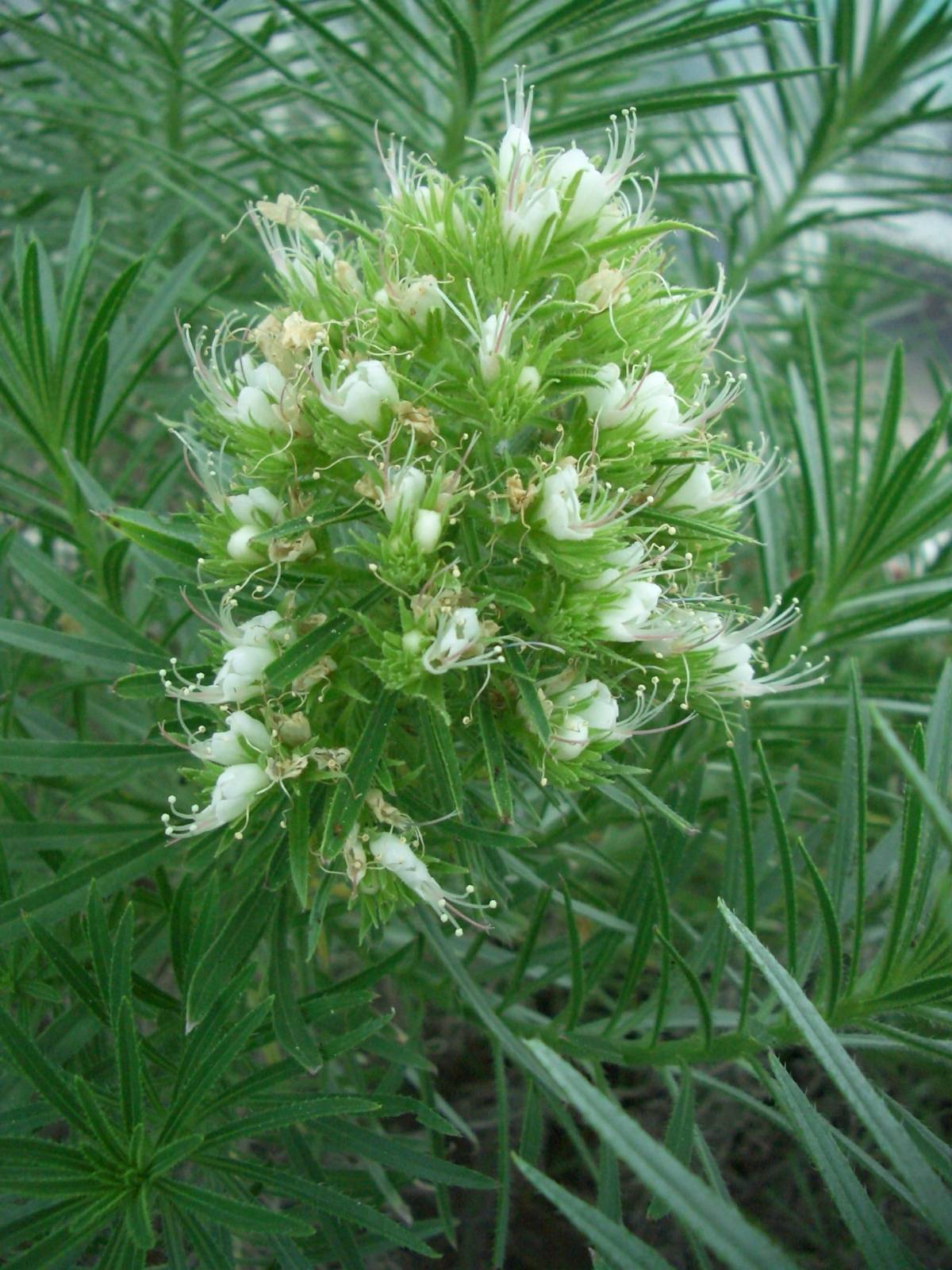 Fonds d'cran Nature Fleurs 