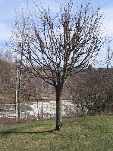 Fonds d'cran Nature Arbres - Forts Arbre dcharn