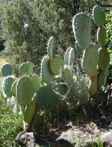 Fonds d'cran Nature Plantes - Arbustes Opuntia ou figuier de babarie