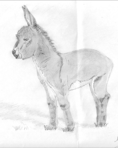 Wallpapers Art - Pencil Animals - Donkeys non