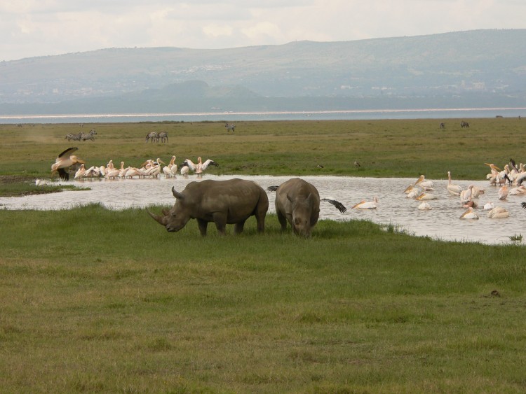 Fonds d'cran Animaux Rhinocros deux freres