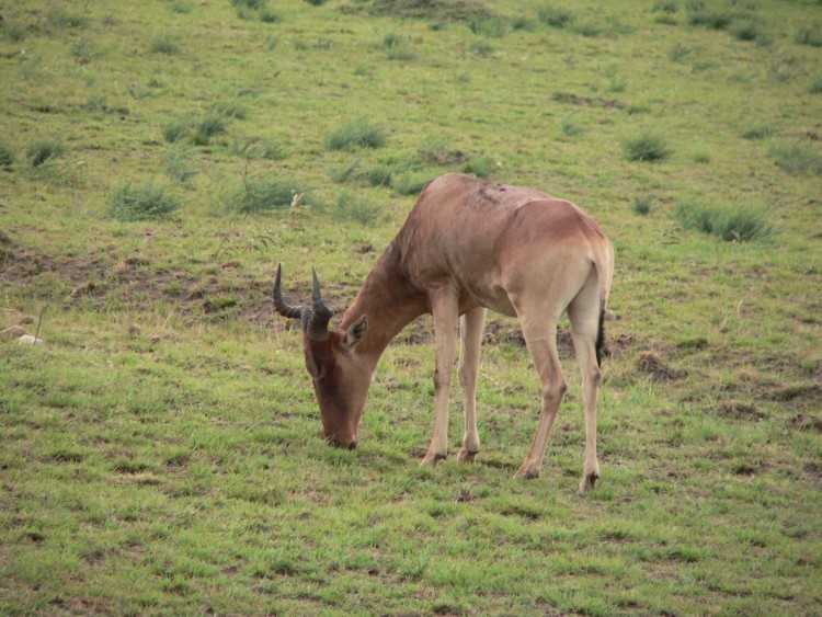 Wallpapers Animals Cervids toutes cette bonne herbe