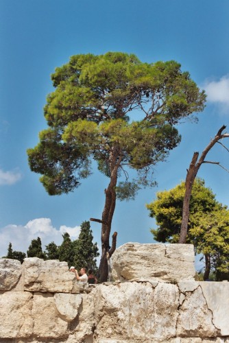 Fonds d'cran Nature Arbres - Forts Minraux et vgtaux