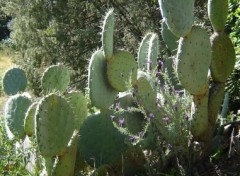 Fonds d'cran Nature Opuntia ou figuier de babarie