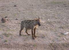 Fonds d'cran Animaux j'ai la hyenne