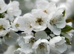 Fonds d'cran Nature Fleurs de cerisier