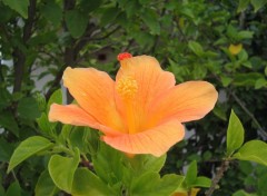 Fonds d'cran Nature Hibiscus