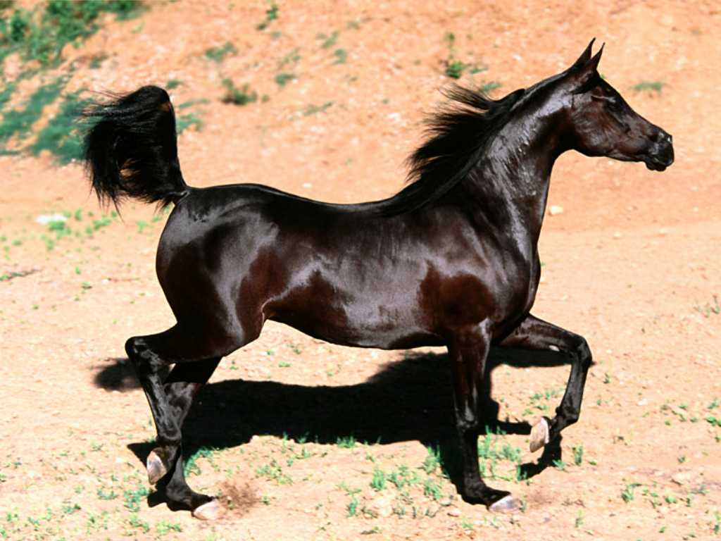 Fonds d'cran Animaux Chevaux Cheval Arabe