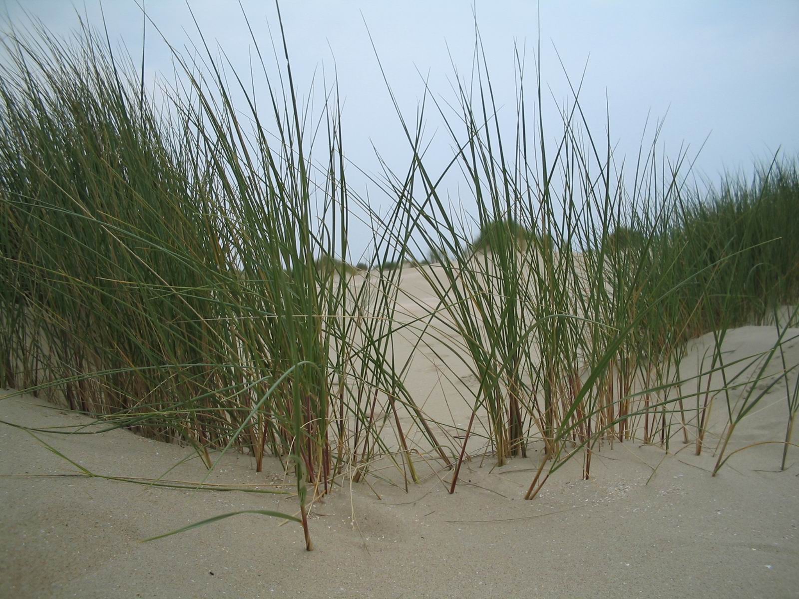 Wallpapers Nature Leaves - Foliage Dune de la Panne