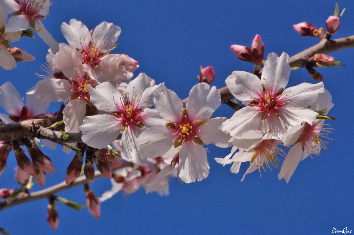 Wallpapers Nature Flowers Amandiers en fleurs