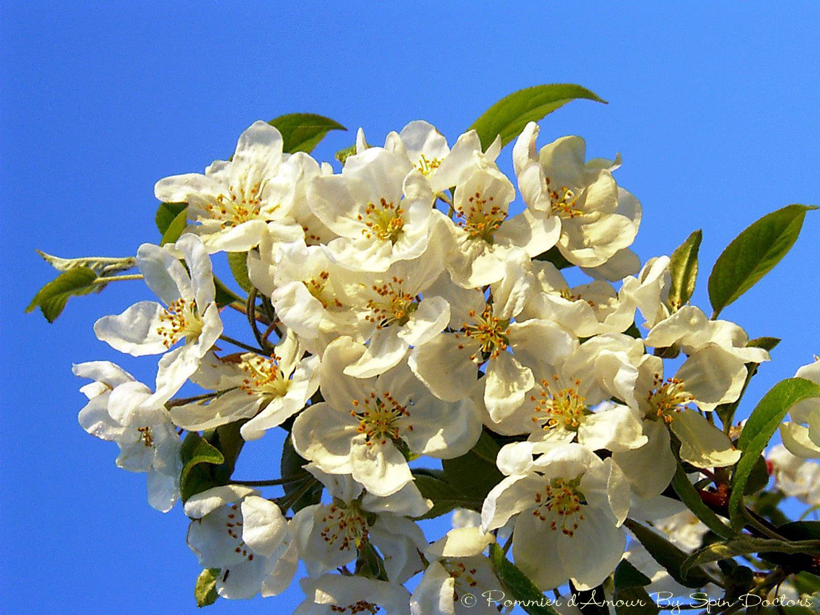 Fonds d'cran Nature Fleurs 