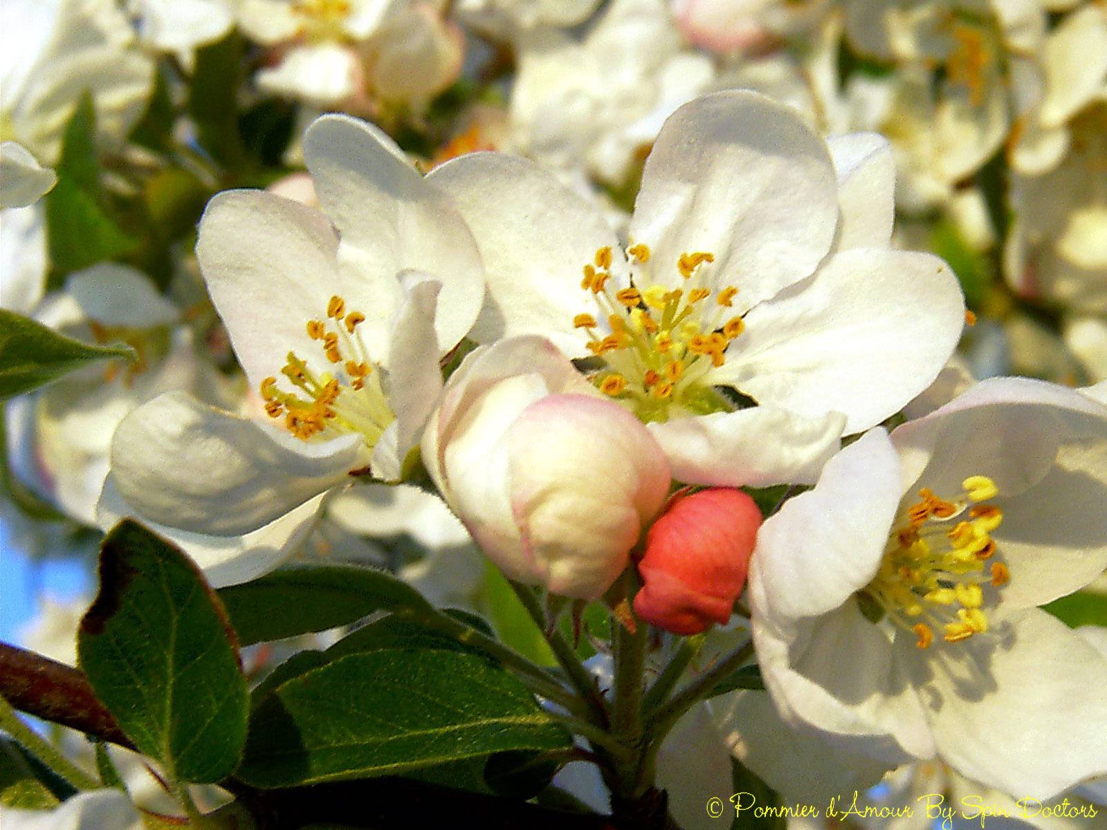 Fonds d'cran Nature Fleurs 