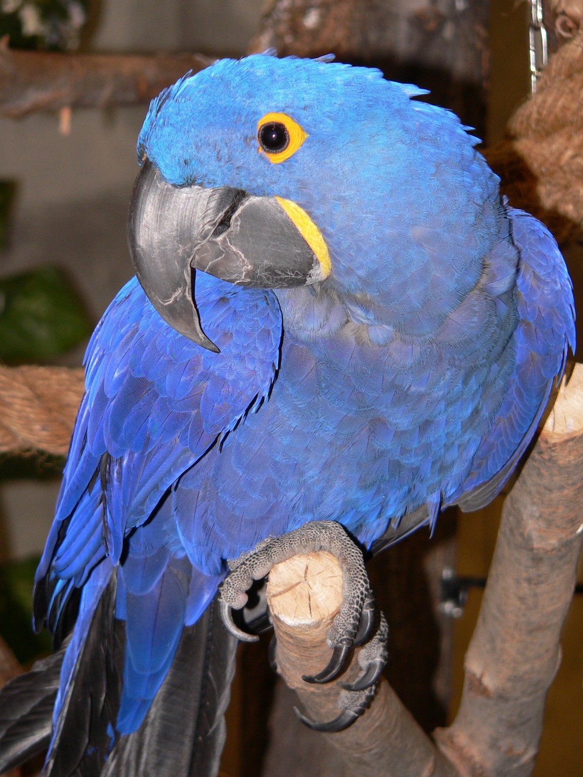 Fonds d'cran Animaux Oiseaux - Perroquets Ara Hyacinthe