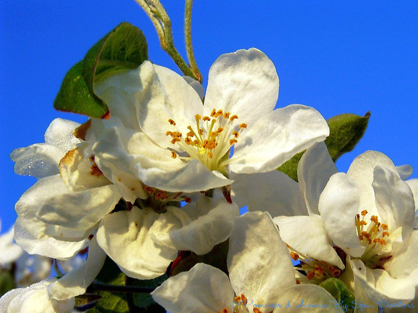 Fonds d'cran Nature Plantes - Arbustes 