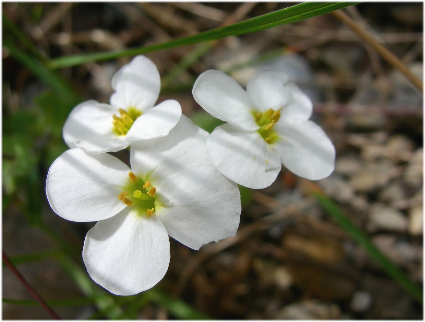 Fonds d'cran Nature Fleurs 