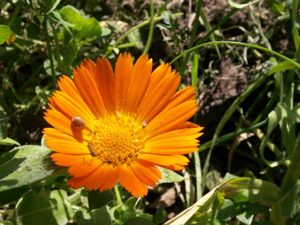 Wallpapers Nature Flowers Soucis visit par un minuscule escargot