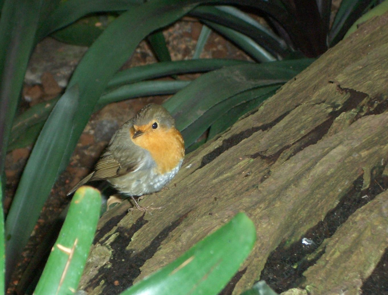 Fonds d'cran Animaux Oiseaux - Rougegorges 