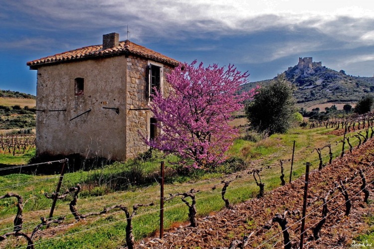 Wallpapers Trips : Europ France > Languedoc-Roussillon Rgion des Corbires