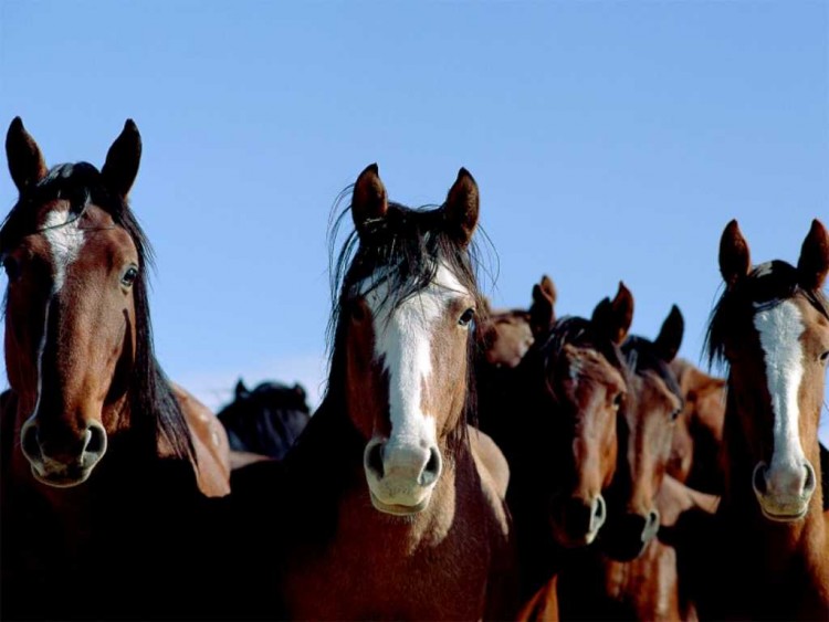 Wallpapers Animals Horses Regards