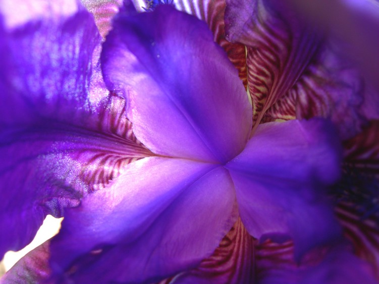 Wallpapers Nature Flowers iris