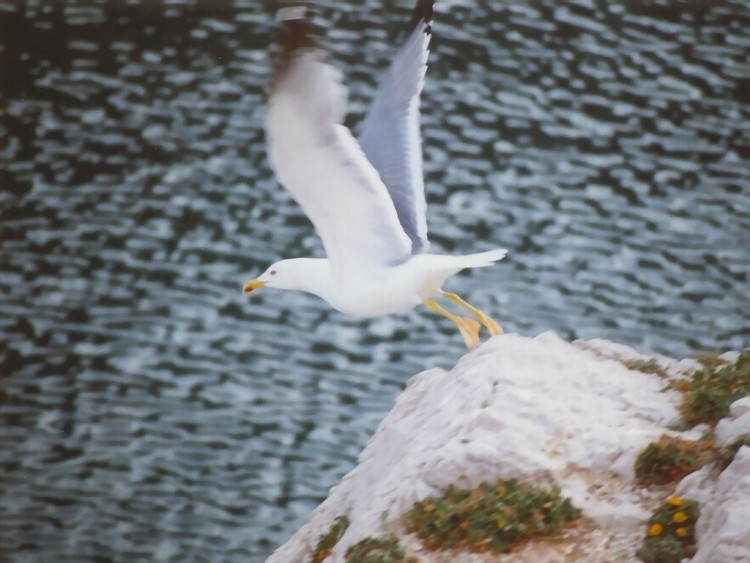 Fonds d'cran Animaux Oiseaux - Canards Mouette en envol