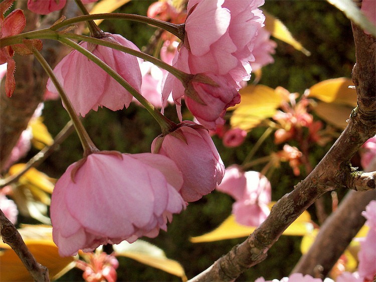 Fonds d'cran Nature Fleurs printemps