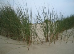 Fonds d'cran Nature Dune de la Panne