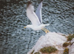 Wallpapers Animals Mouette en envol