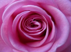 Wallpapers Nature Coeur de Rose