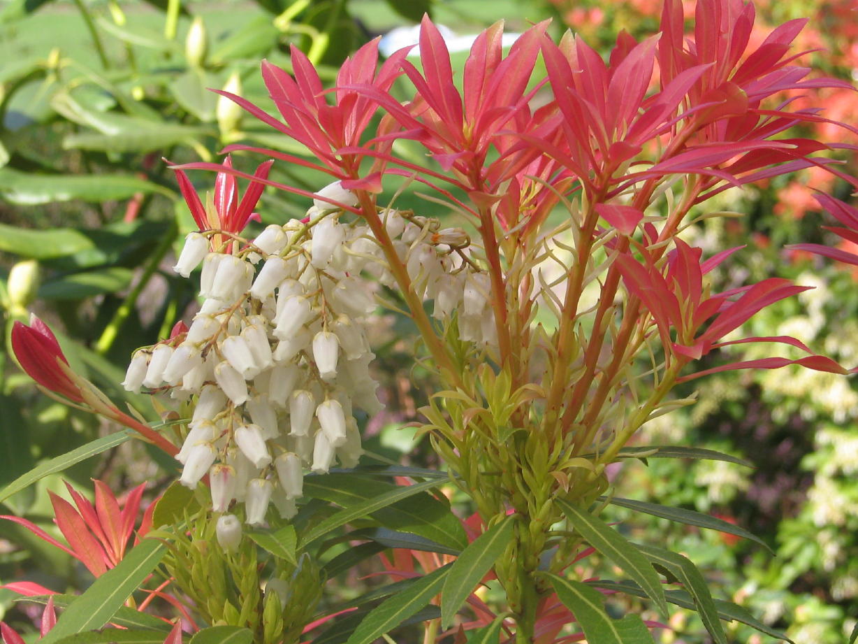 Fonds d'cran Nature Fleurs 