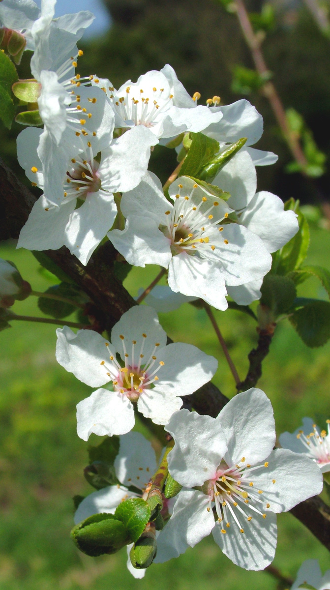 Fonds d'cran Nature Fleurs Enfin le soleil