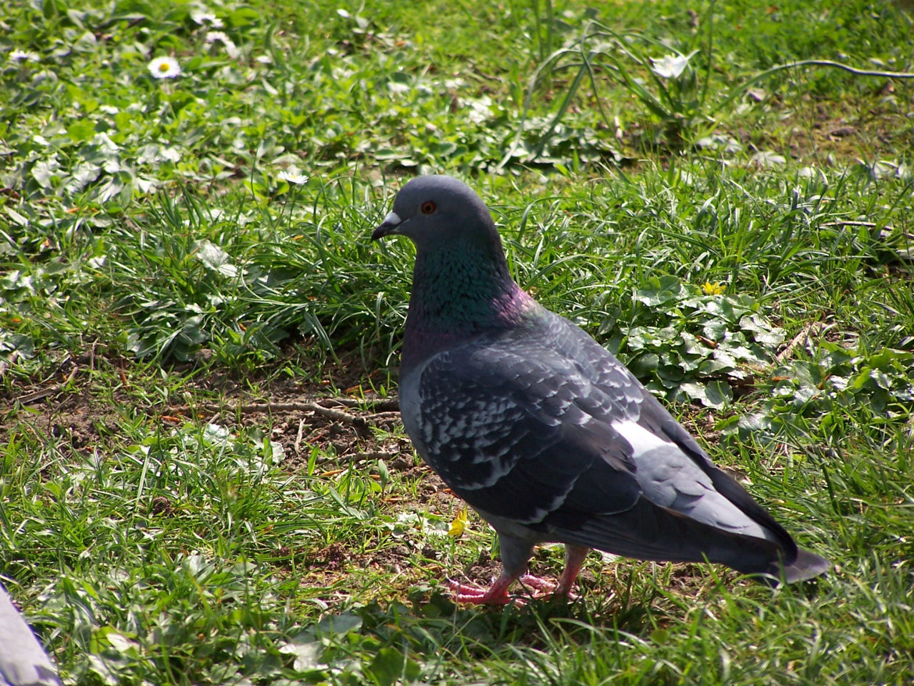 Fonds d'cran Animaux Oiseaux - Pigeons et Tourterelles 