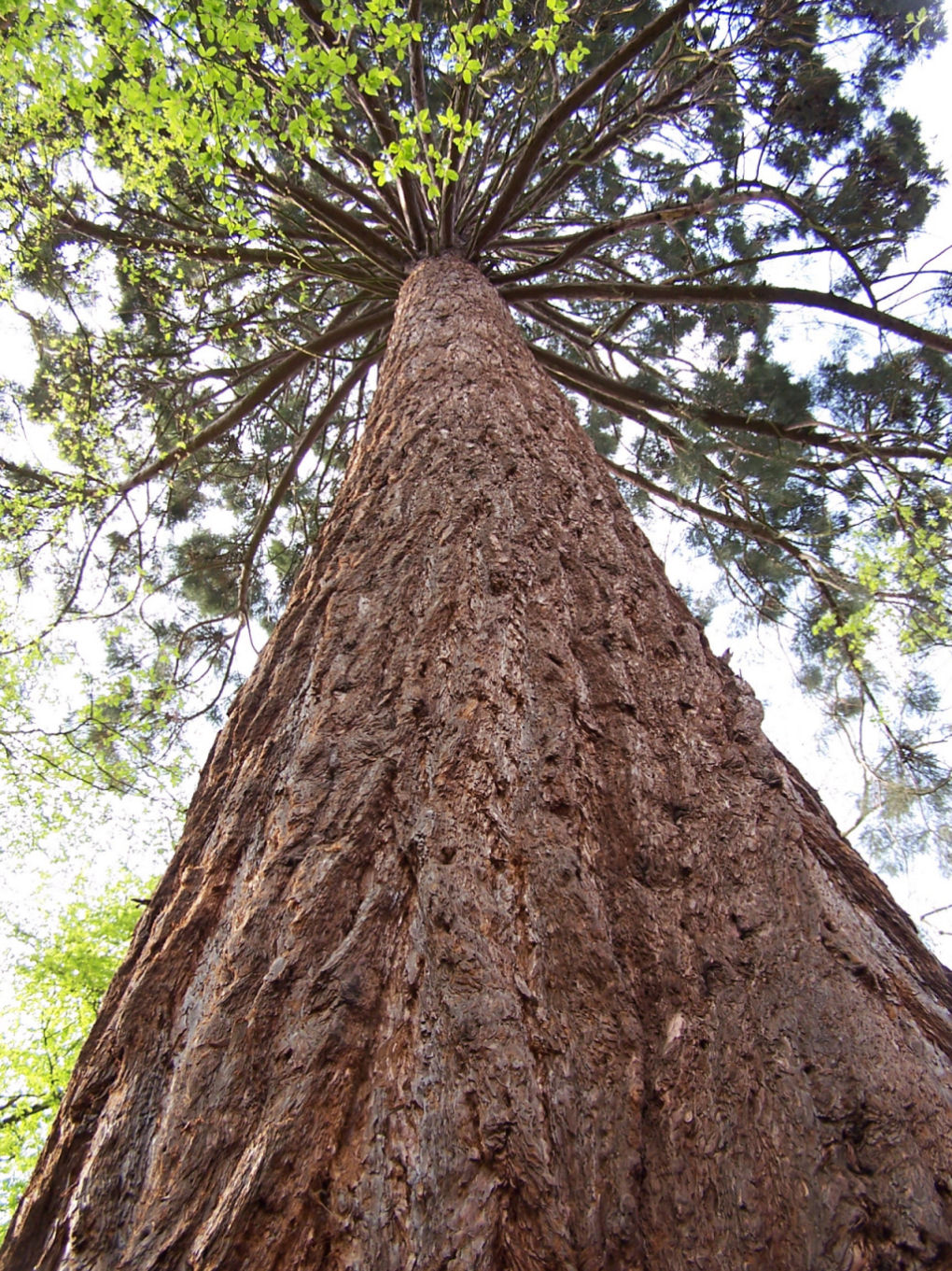 Fonds d'cran Nature Arbres - Forts Oh que c'est haut !