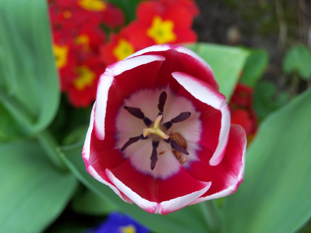 Fonds d'cran Nature Fleurs 