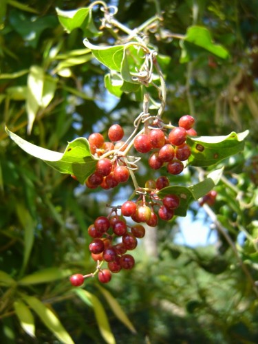 Fonds d'cran Nature Fruits shtroumph alors!