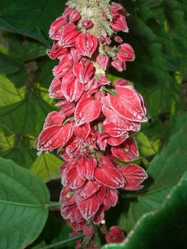 Fonds d'cran Nature Fleurs Goethea strictiflora