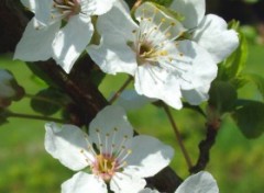 Fonds d'cran Nature Enfin le soleil