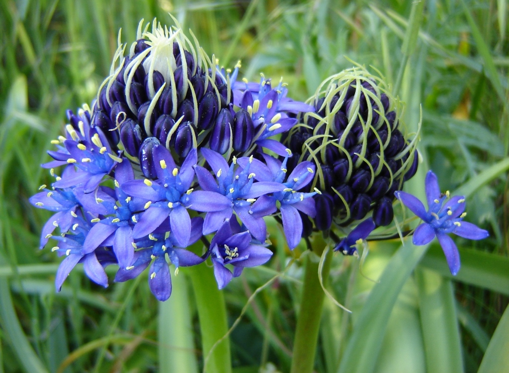 Fonds d'cran Nature Fleurs l'agapanthe