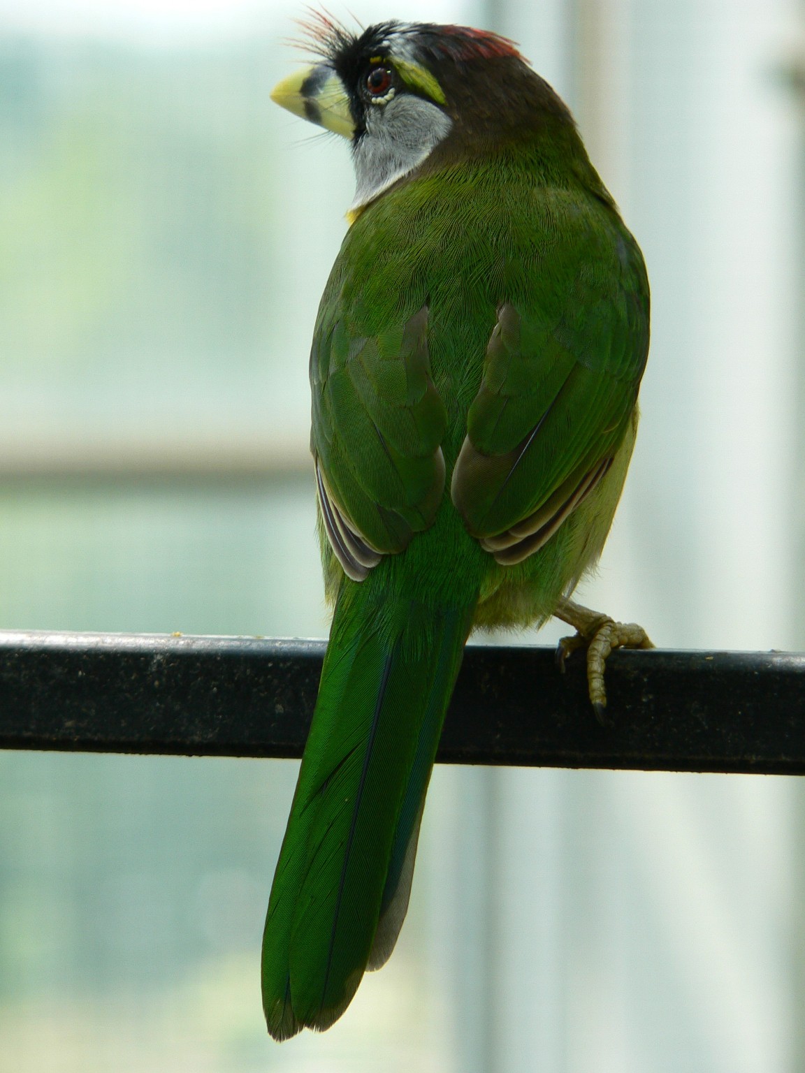 Fonds d'cran Animaux Oiseaux - Barbus Barbu  collier