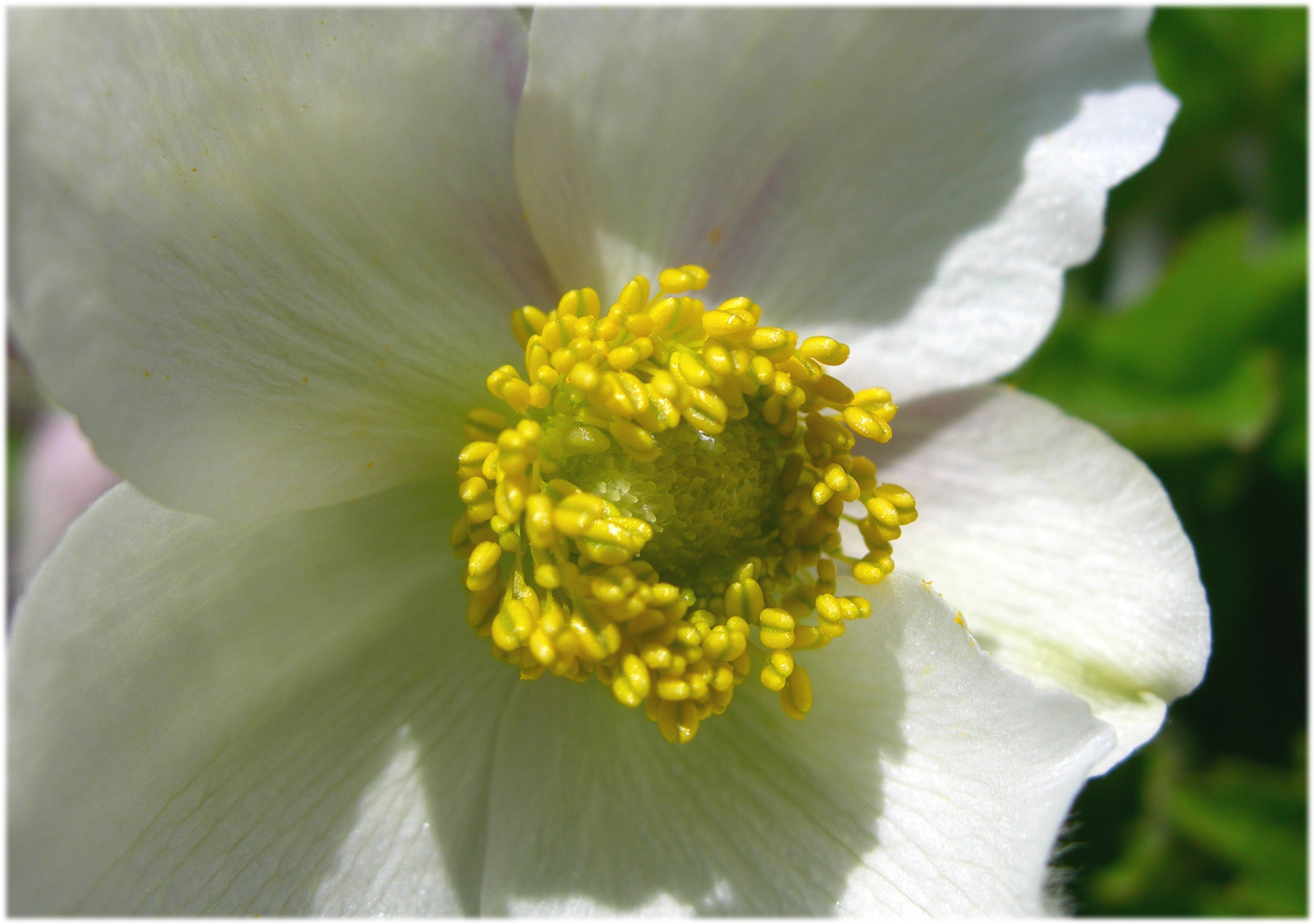 Fonds d'cran Nature Fleurs 