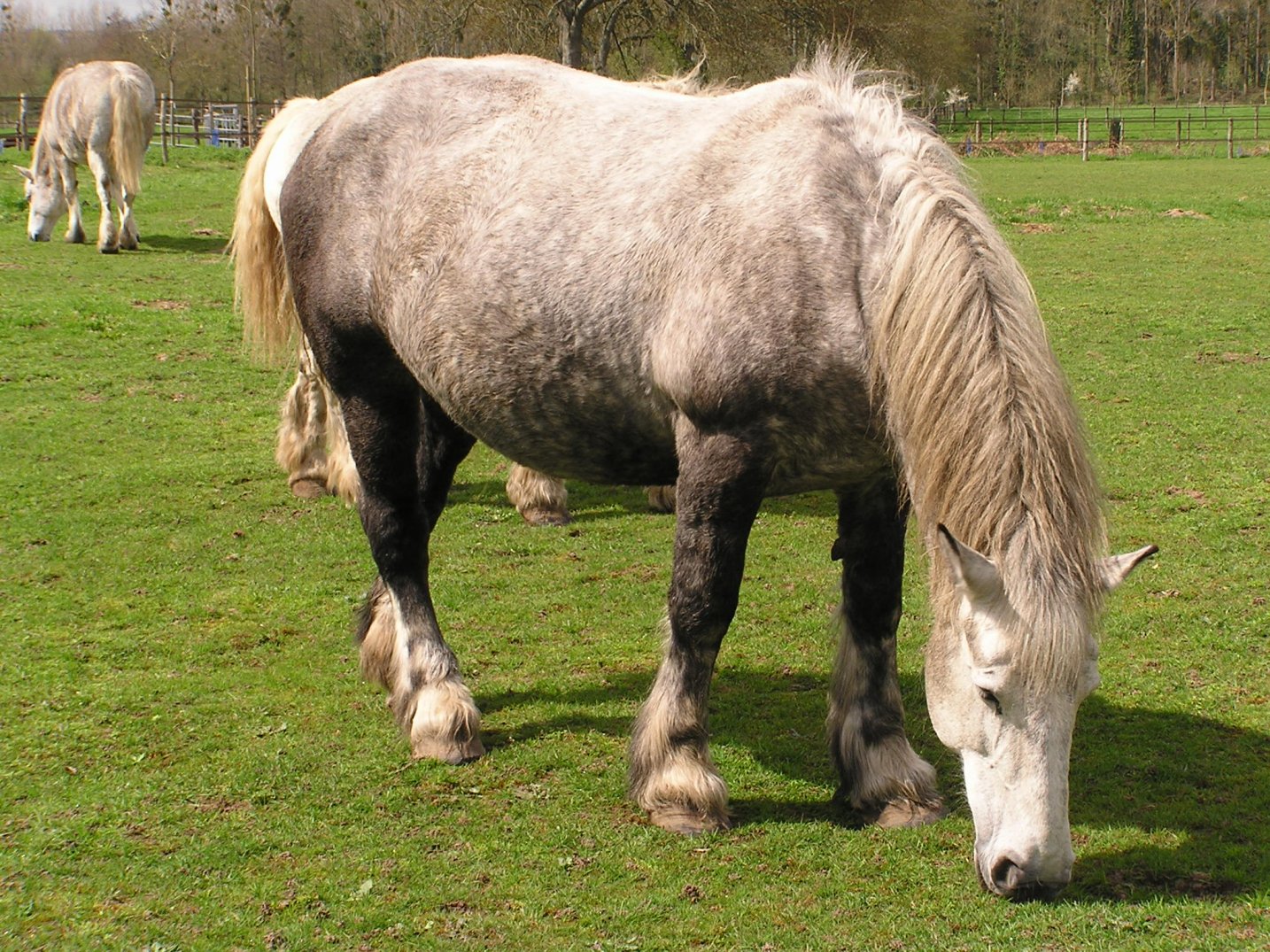 Fonds d'cran Animaux Chevaux cheval de trait