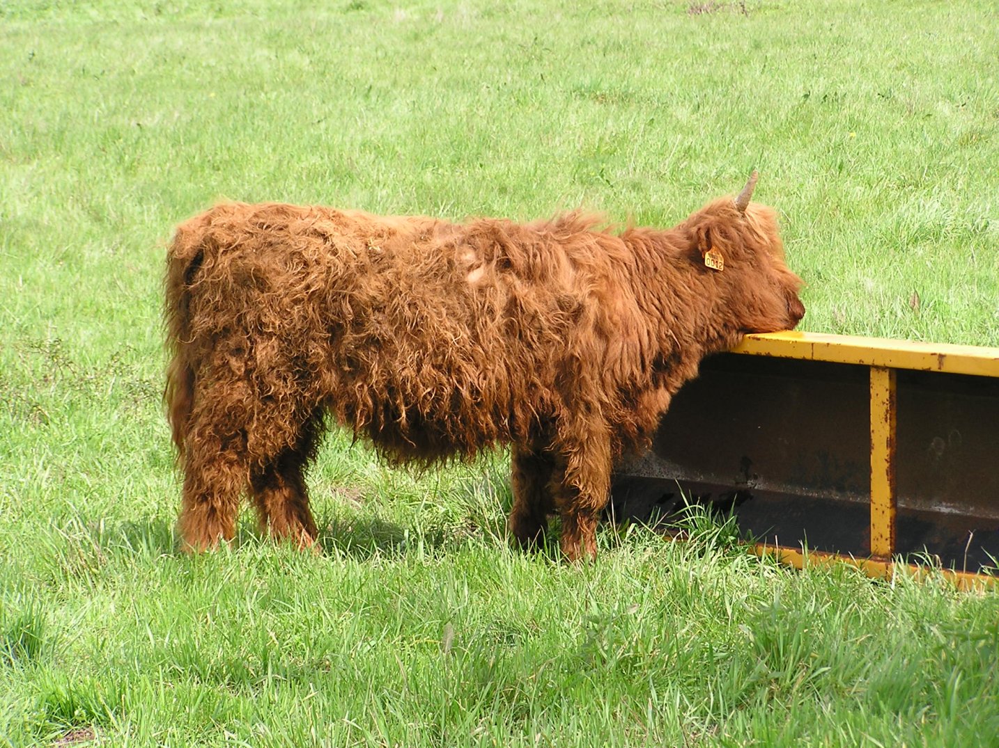 Wallpapers Animals Cows - Bulls - Beef une vache trs poilue